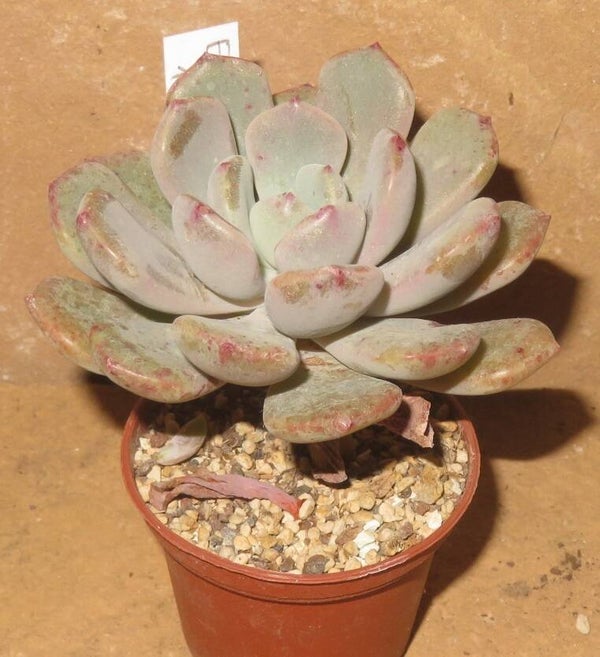 Echeveria cv Misellosa - 2 Blätter / Blattstecklinge