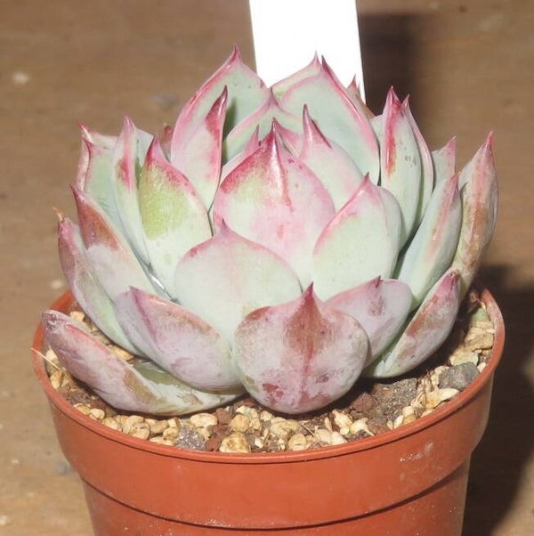Echeveria colorata hyb. x Echeveria cv Tippy - 2 Blätter / Blattstecklinge