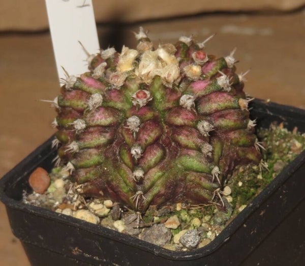 Gymnocalycium cv T-Lux x T-Rex x LB2178 Hybrid variegata Aztekium Typ