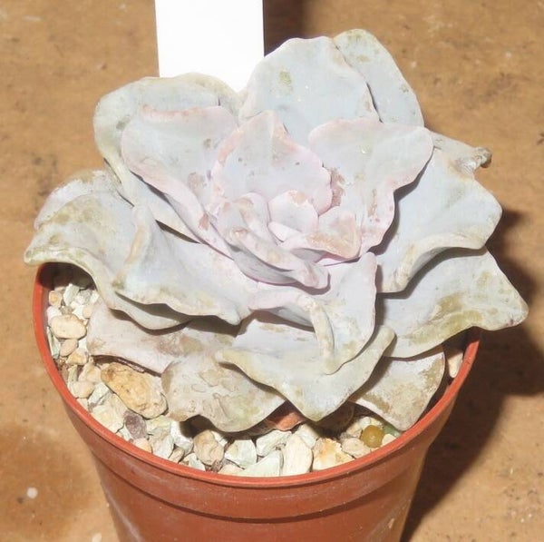 Echeveria cv Crispate Beauty - 2 Blätter / Blattstecklinge
