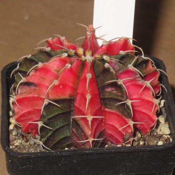 Gymnocalycium friedrichii cv LB2178 Hybrid variegata