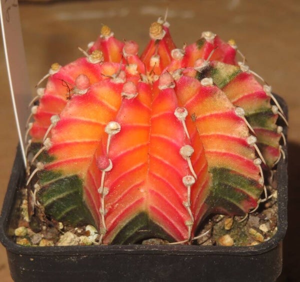 Gymnocalycium friedrichii cv LB2178 Hybrid variegata