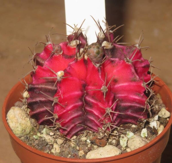 Gymnocalycium mihanovichii cv Hibotan-Nishiki variegata