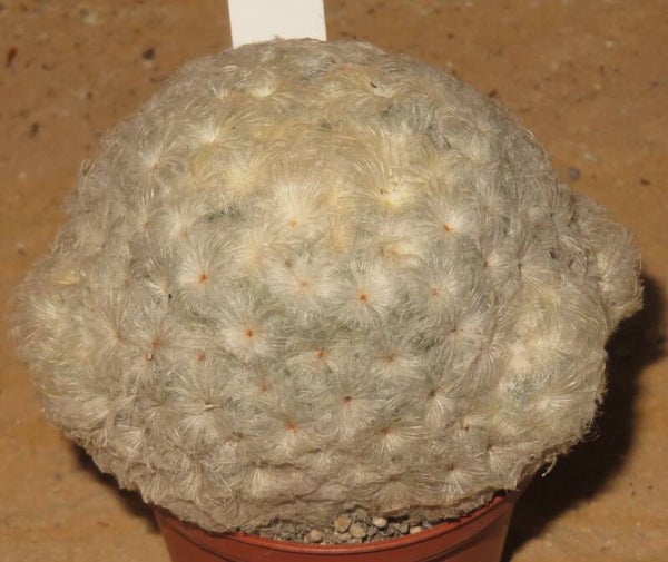 Mammillaria plumosa