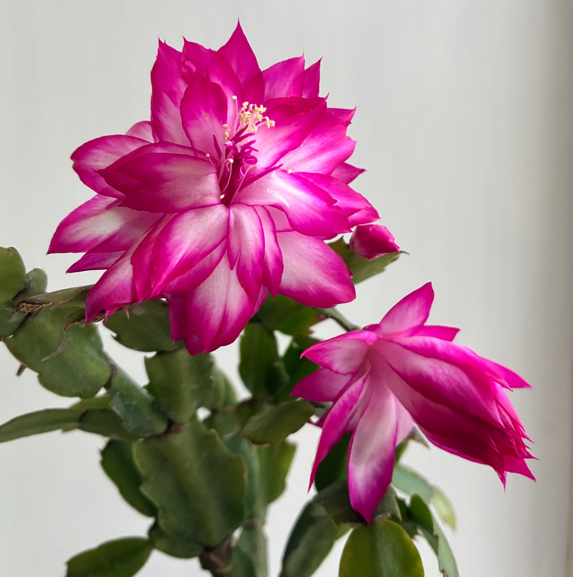 Schlumbergera cv An061 Double Izzie New!!! Weihnachtskaktus