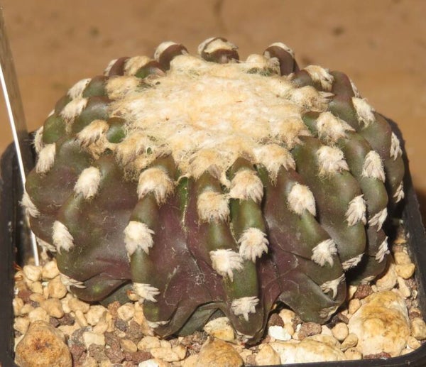 Discocactus horstii