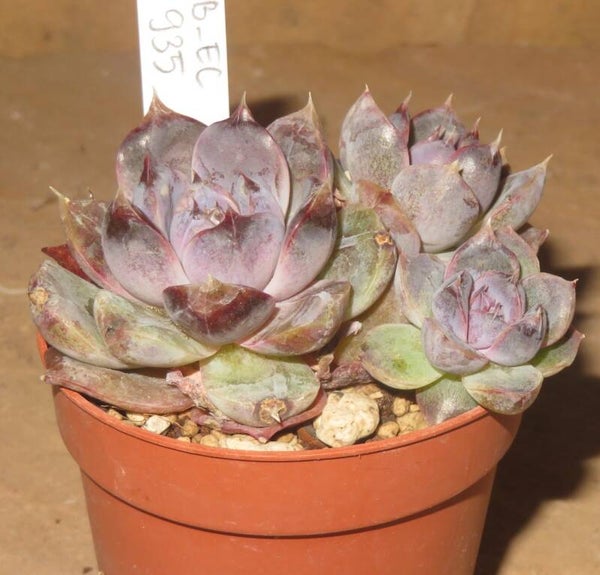 Echeveria cv White Soul - 2 Blätter / Blattstecklinge