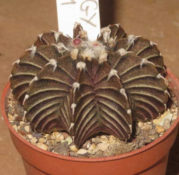 Gymnocalycium friedrichii VoS 1241