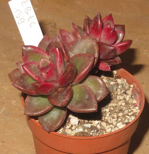 Echeveria cv Painted Rose - 2 Blätter / Blattstecklinge