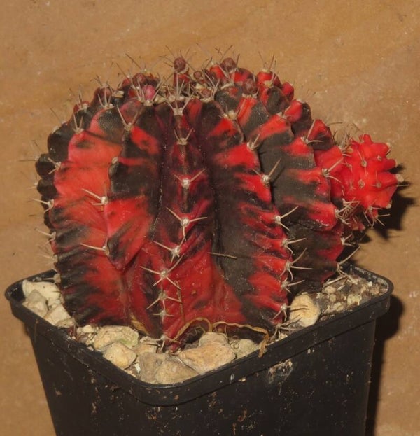 Gymnocalycium mihanovichii cv Hibotan variegata  sehr groß und alte Pflanze