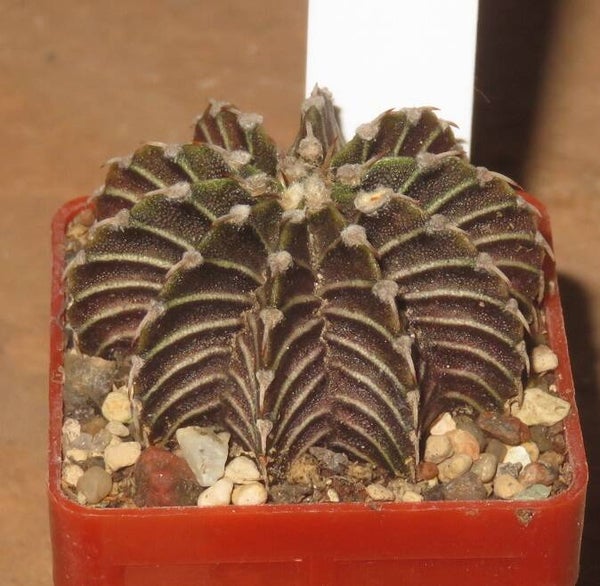Gymnocalycium friedrichii VoS 1241