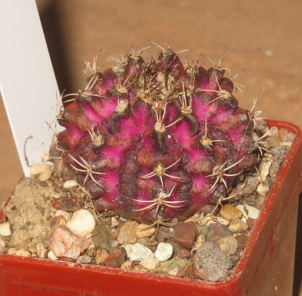 Gymnocalycium cv T-Lux x T-Rex Hybrid variegata