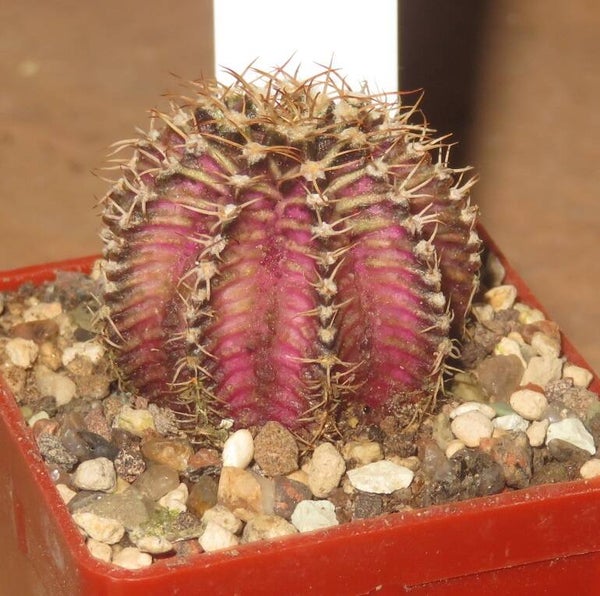 Gymnocalycium cv T-Lux x T-Rex x LB2178 Hybrid variegata Aztekium Typ