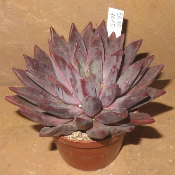 Echeveria cv Tremolo - 2 Blätter / Blattstecklinge