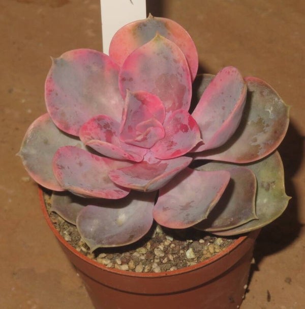 Echeveria cv Rainbow Variegata