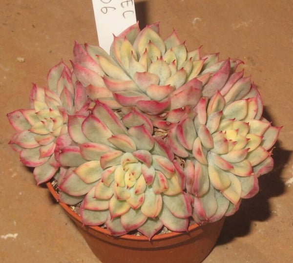 Echeveria cv Mebina variegata Gruppe