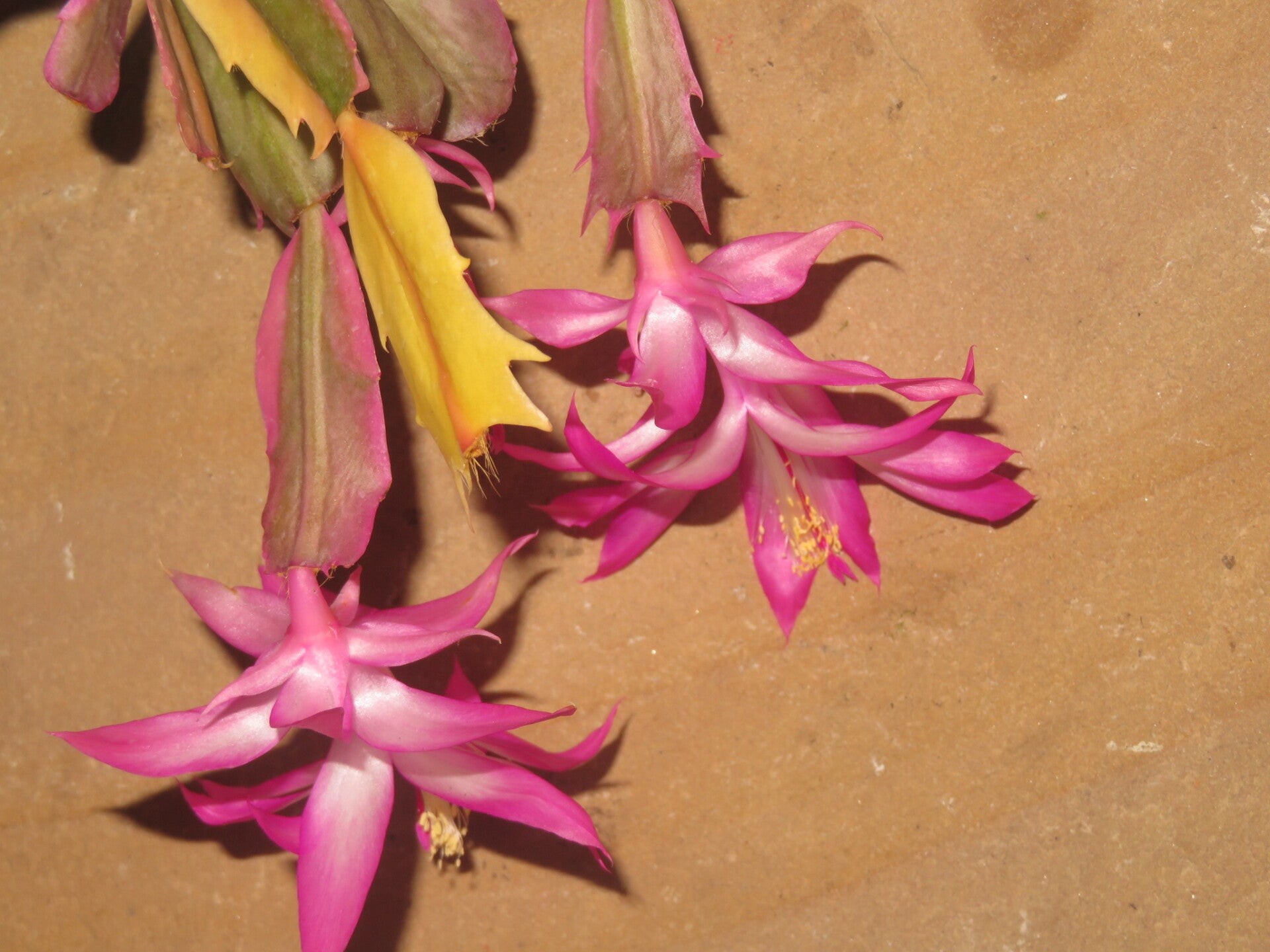 Schlumbergera cv Madame Butterfly variegata – Weihnachtskaktus Blattkaktus