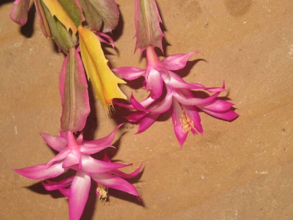 Schlumbergera cv Madame Butterfly variegata – Weihnachtskaktus Blattkaktus