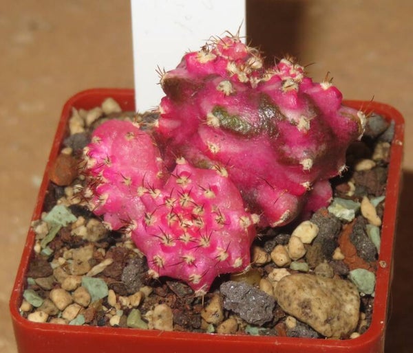 Gymnocalycium mihanovichii cv T-Lux variegata Monstrosa Sämling