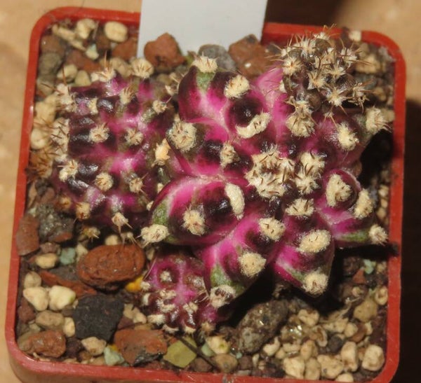 Gymnocalycium mihanovichii cv T-Lux variegata Monstrosa Sämling