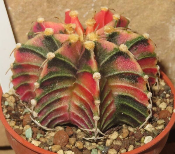Gymnocalycium mihanovichii cv LB Hybrid variegata – Ältere Sämlings Pflanze