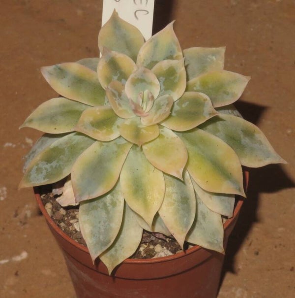 Echeveria subsessilis variegata