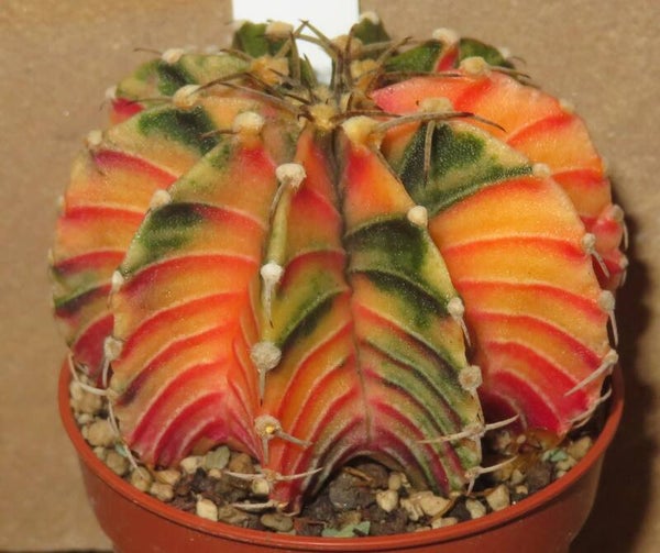 Gymnocalycium mihanovichii cv LB Hybrid variegata – Ältere Sämlings Pflanze