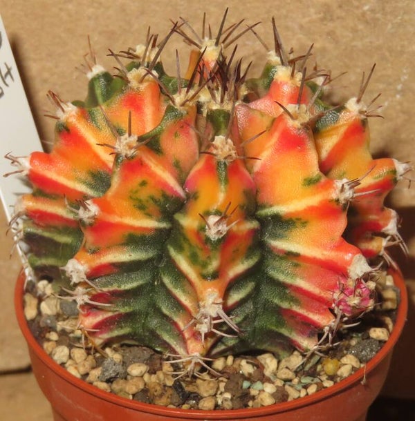 Gymnocalycium mihanovichii cv SUPER COLOR Selection – Ältere Sämlings Pflanze mit seltenem Tigermuster