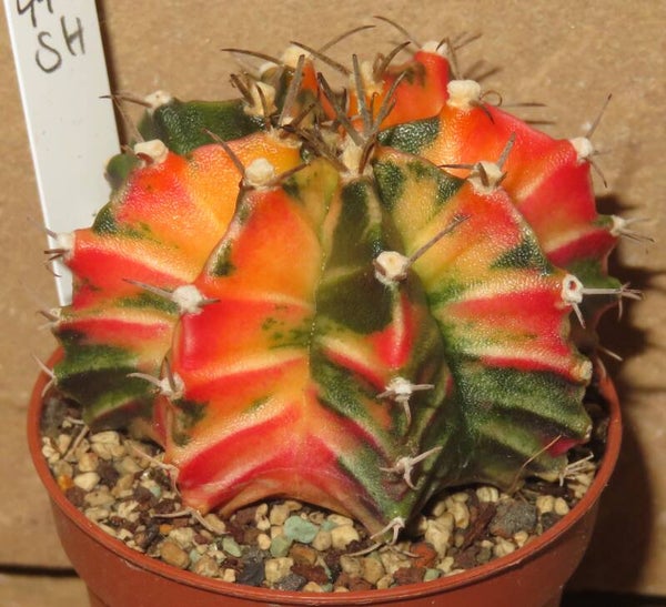Gymnocalycium mihanovichii cv LB Hybrid variegata – Ältere Sämlings Pflanze