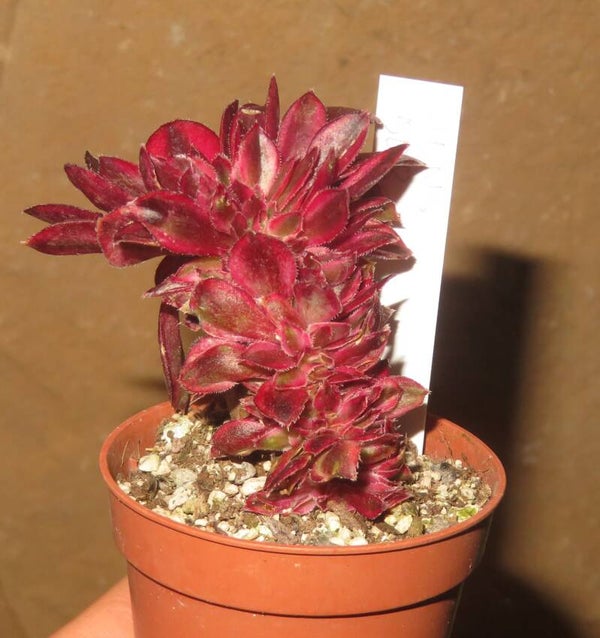 Aeonium cv Chanel cristata variegata