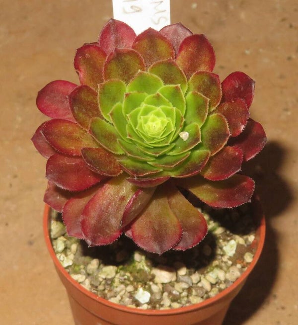 Aeonium cv Festival - Fiesta variegata