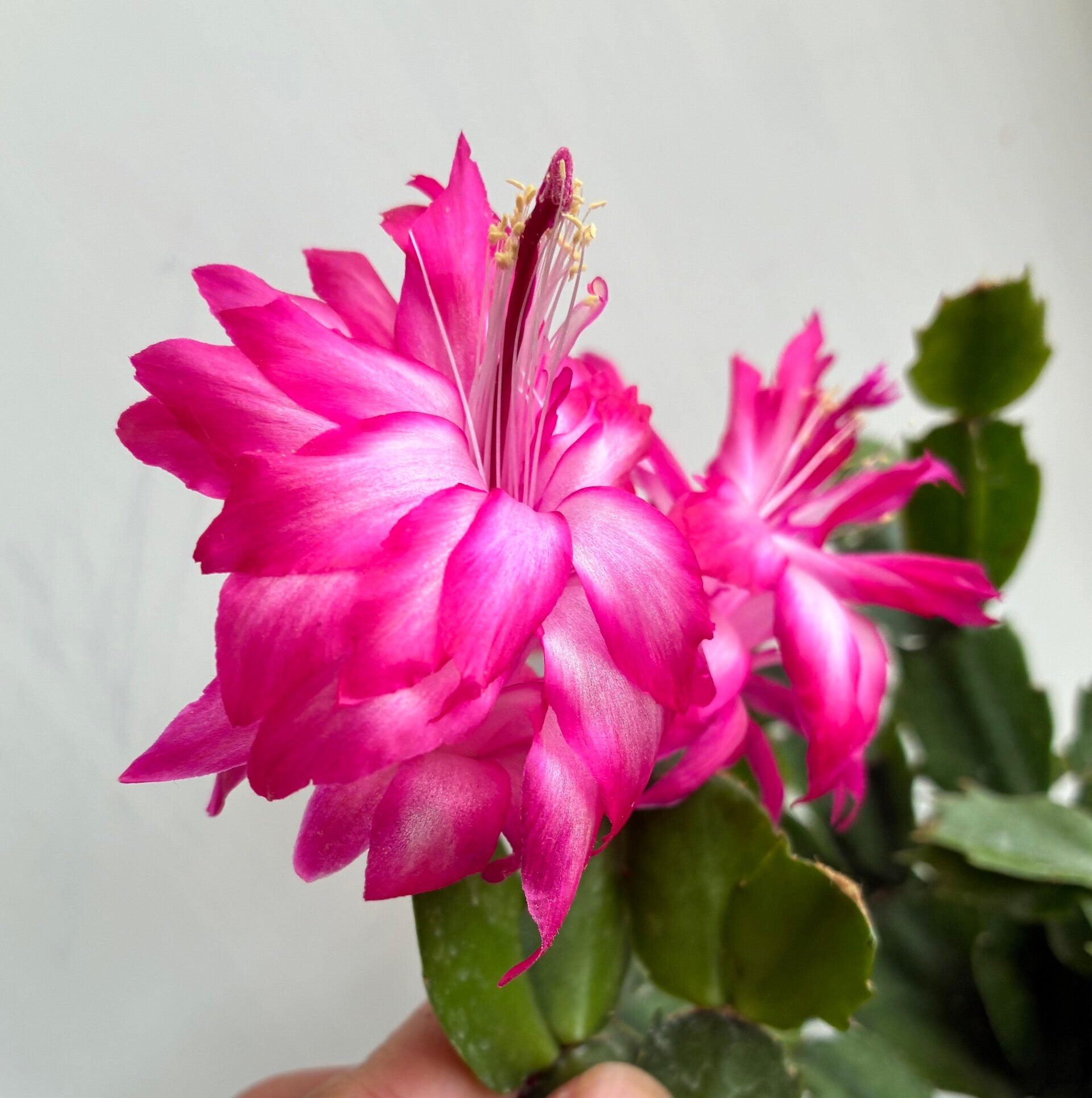 Schlumbergera cv PG2277 Winter Love Steckling – Weihnachtskaktus