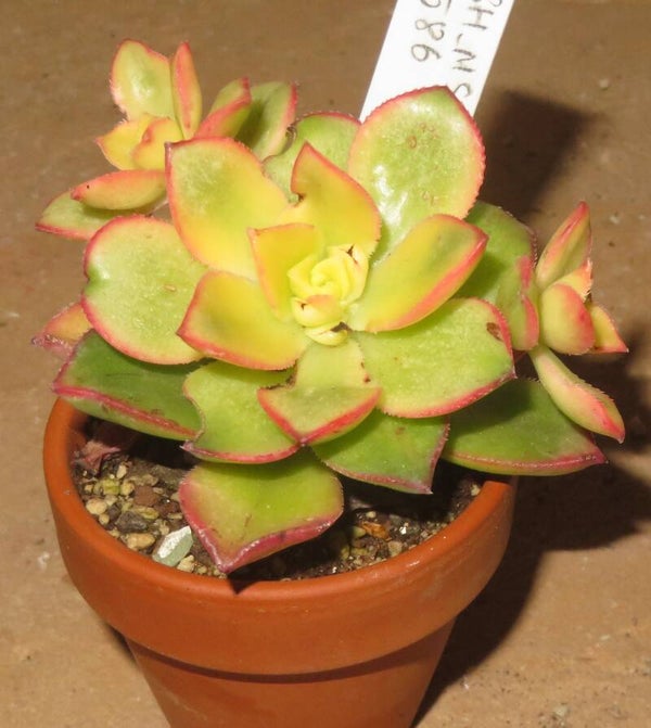 Aeonium decorum cv Sunburst variegata