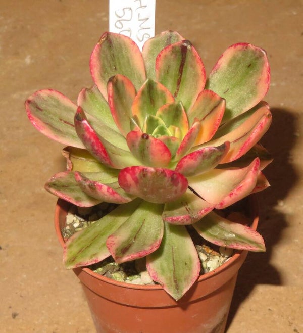 Aeonium cv Bronze Medal variegata