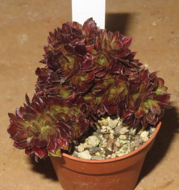 Aeonium cv Matcha cristata variegata