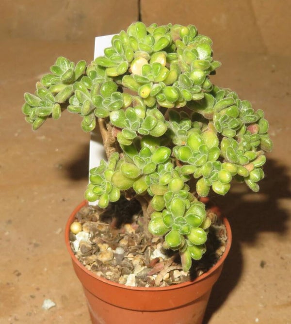 Aeonium lindleyi variegata