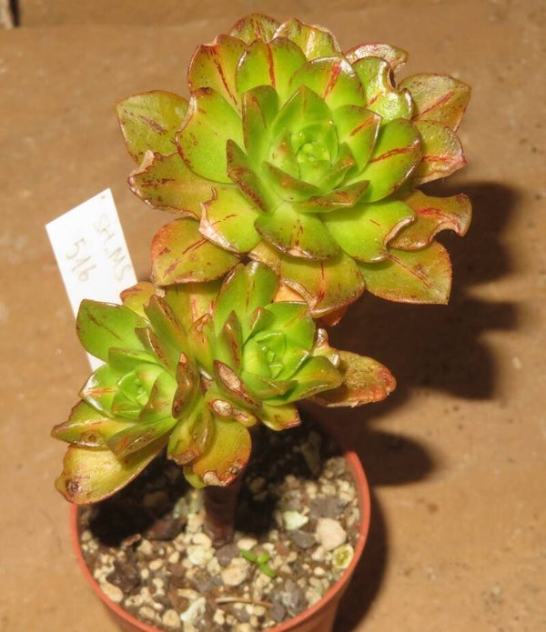 Aeonium cv Bronze Medal Mediopicta variegata