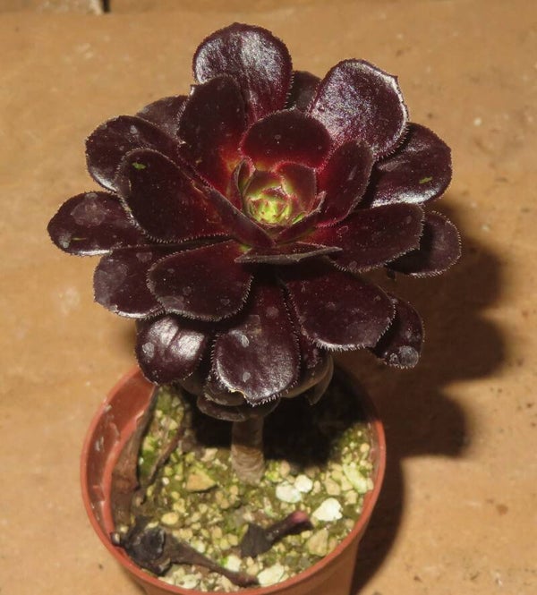 Aeonium arboreum 'Atropurpureum' SCHWARZKOPF