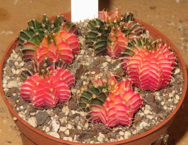 5x Gymnocalycium mihanovichii cv LB Hybrid variegata Sämlinge