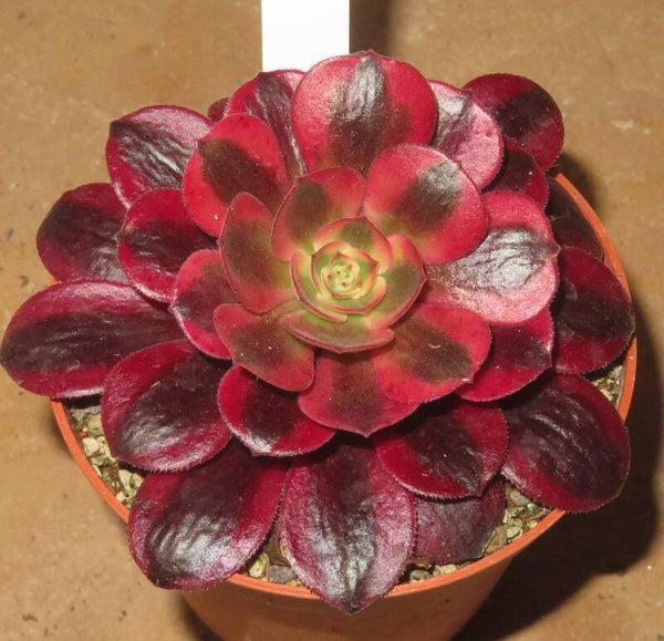 Aeonium cv Medusa variegata