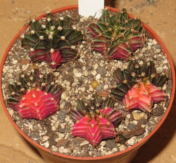 5x Gymnocalycium mihanovichii cv LB Hybrid variegata Sämlinge