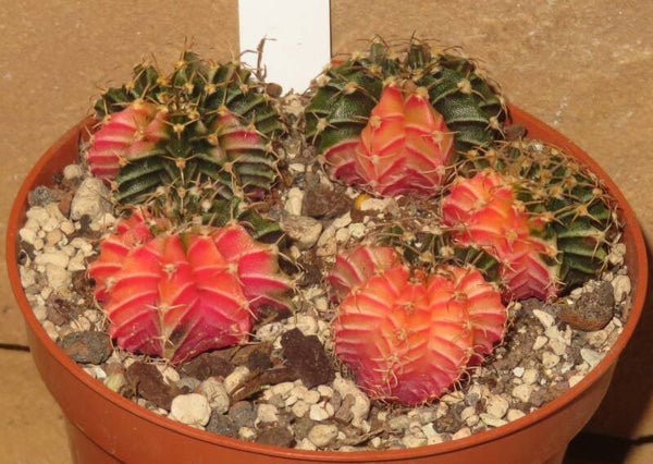 5x Gymnocalycium mihanovichii cv LB Hybrid variegata Sämlinge