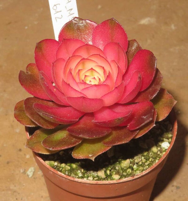 Aeonium cv Hallowen variegata