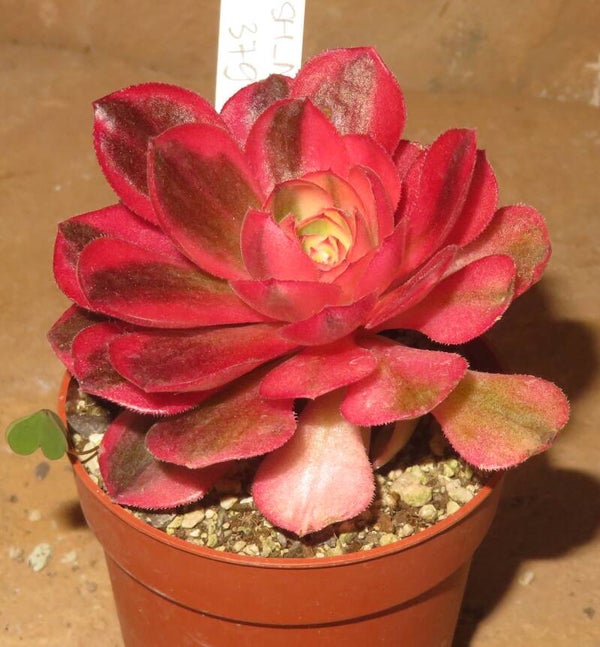 Aeonium cv Magic Candle variegata