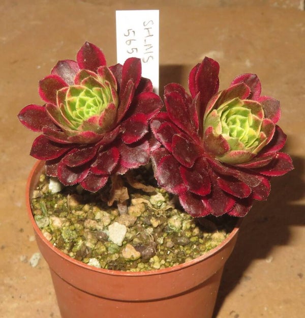 Aeonium Morning Glow variegata