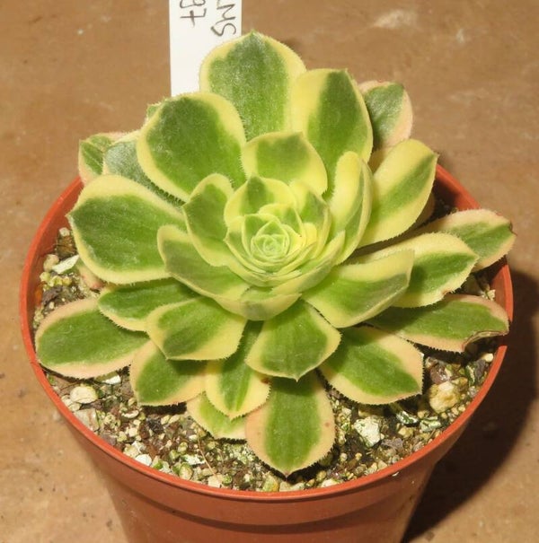 Aeonium cv Yanning variegata