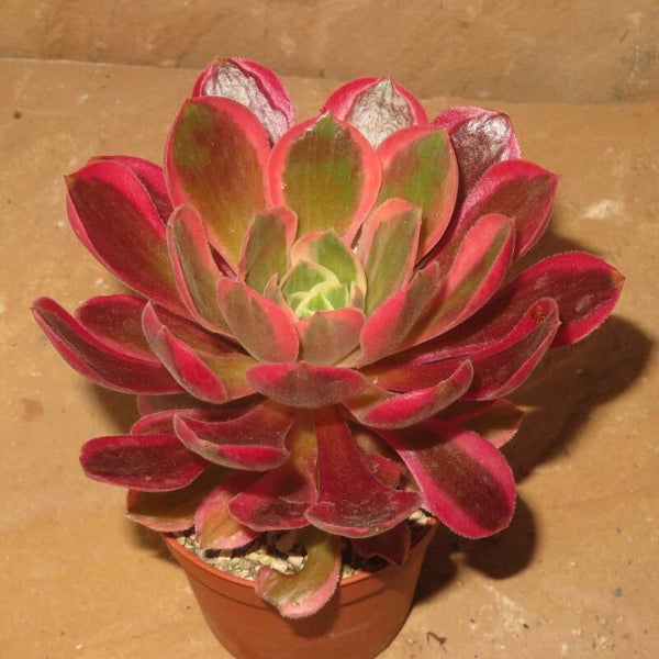 Aeonium cv Rainbow Swirl variegata