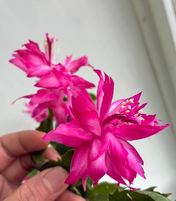 Schlumbergera cv PG2277 Winter Love – Weihnachtskaktus Blattkaktus