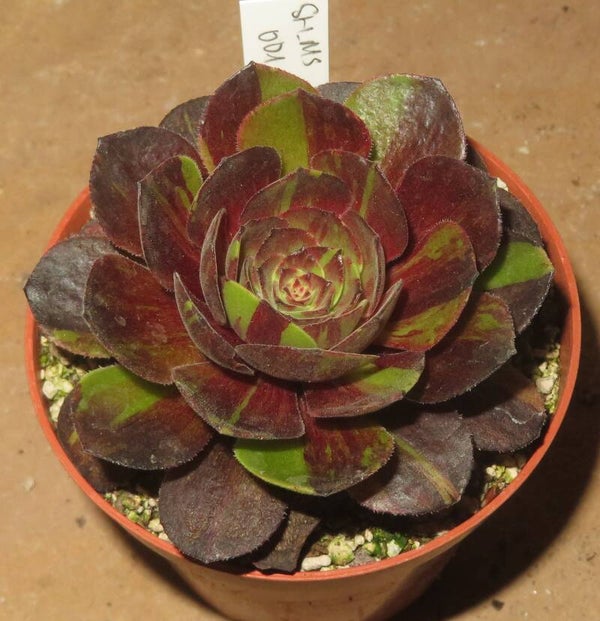 Aeonium Big Bang Plus variegata