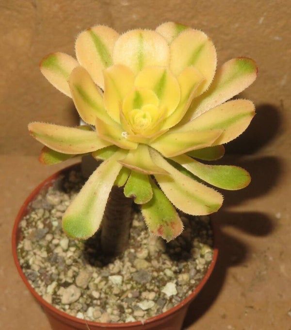 Aeonium arboreum variegata